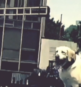 Terremoto de 7.1 en México